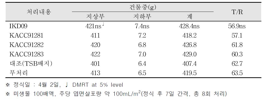 건물중 및 T/R율(토마토 엽면살포)