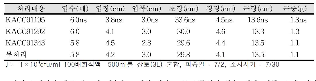 미생물 처리에 따른 육묘상 생육(토마토)