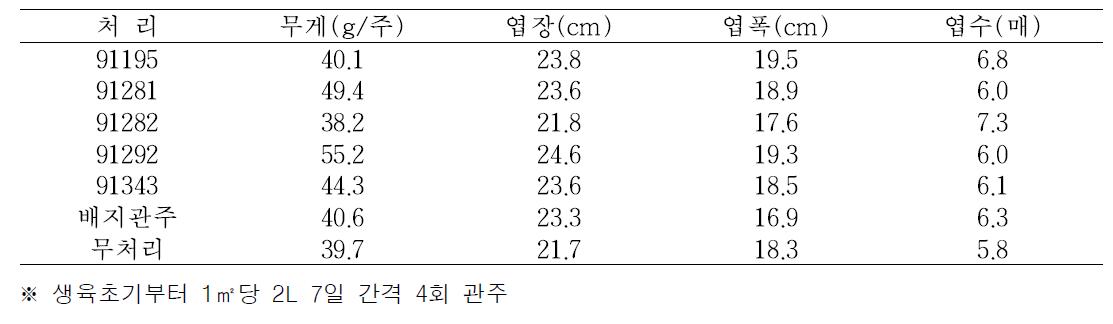 미생물 관주에 따른 상추의 생육