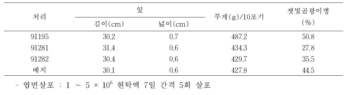 미생물처리에 따른 부추 수량