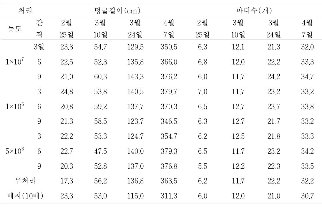 참외에 대한 91281 균주의 농도별 엽면처리에 따른 생육