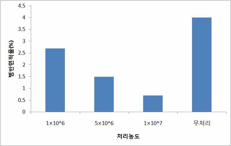 91281균주의 처리농도별 흰가루병 방제효과