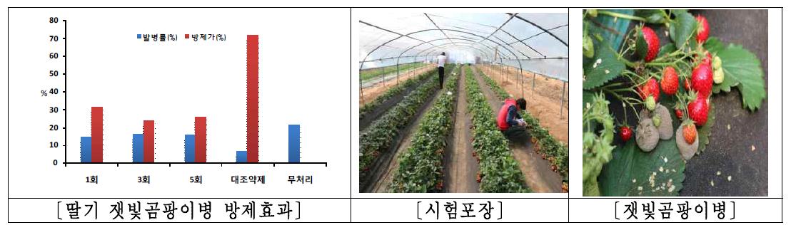 딸기 잿빛곰팡이병 방제효과 및 병징