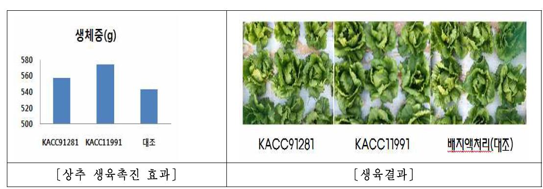 미생물제 처리에 의한 생육촉진효과 및 처리후 양상추 생육정도