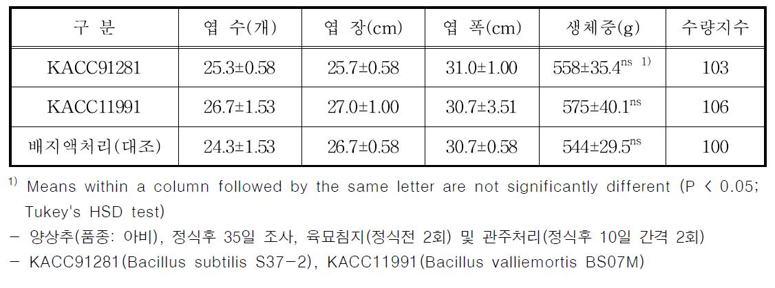 Bacillus valliemorits BS07M(KACC11991) 처리시 양상추 생육촉진 효과