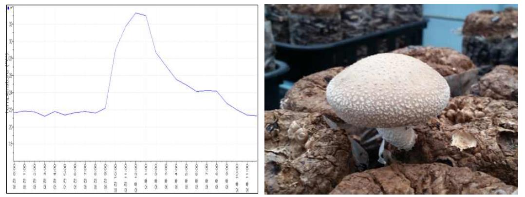 하절기 개선형재배사 온도변화에 따른 버섯품질