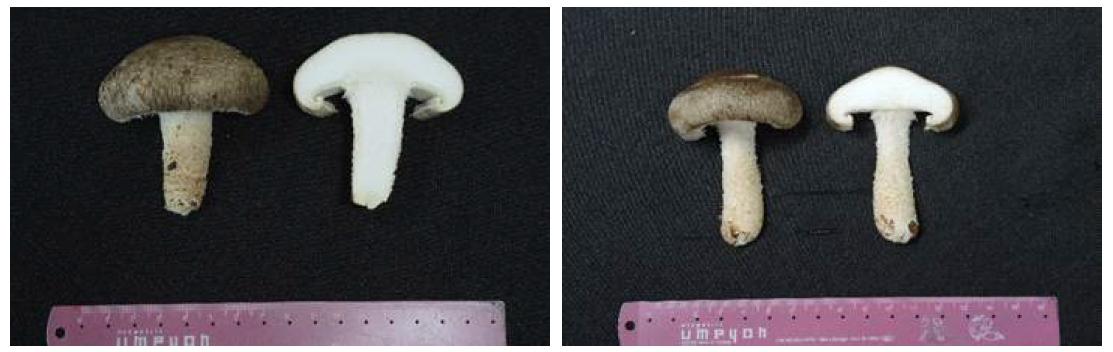 하절기 재배기간 버섯자실체 특성조사