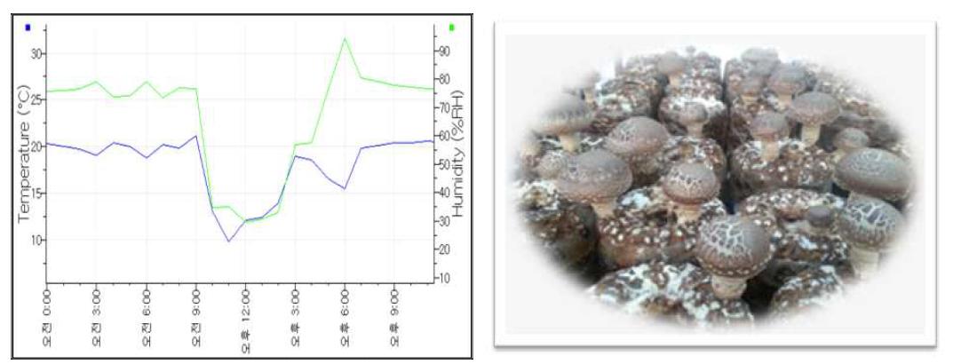 동절기 개선형 재배사 온습도변화에 따른 버섯품질