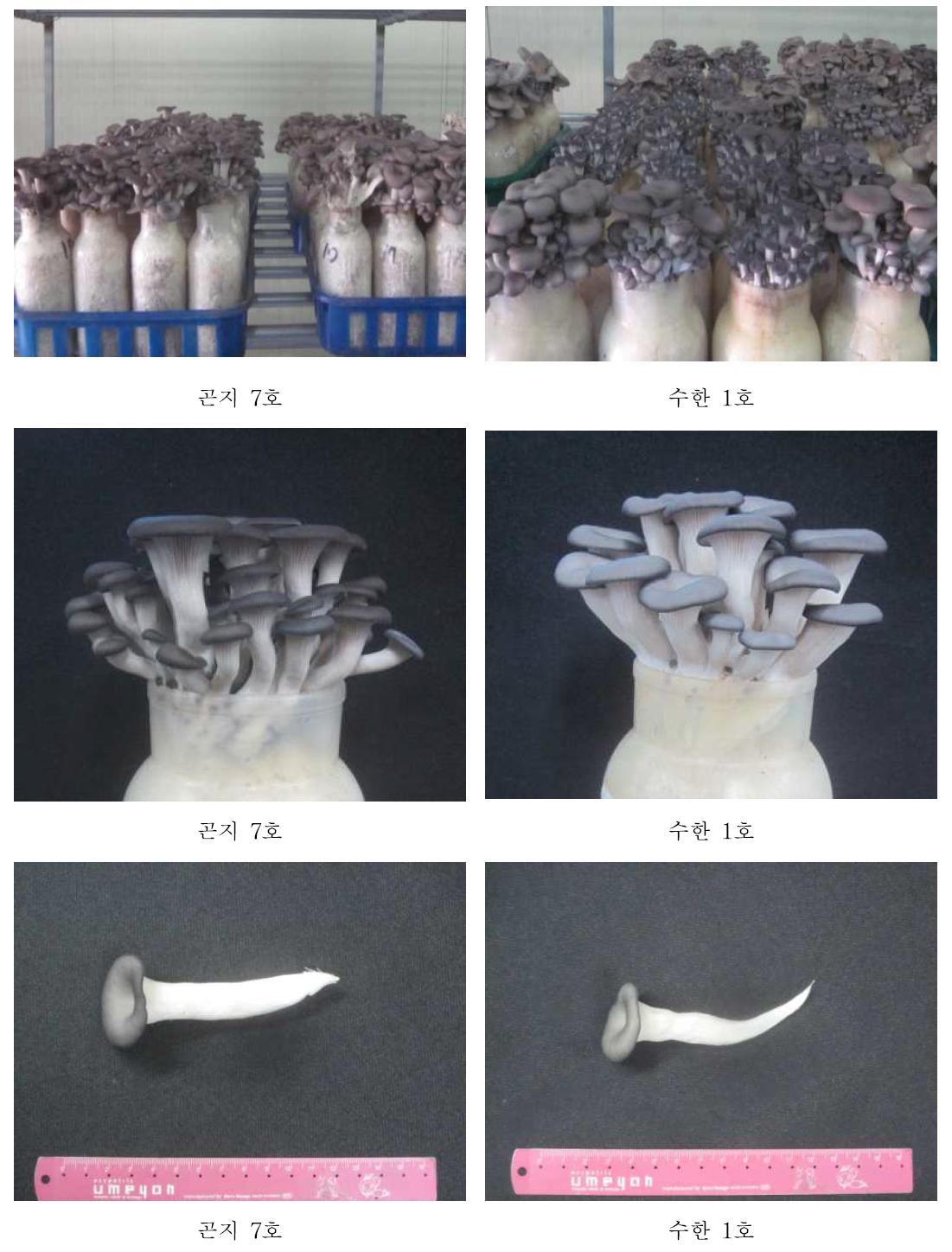 느타리버섯 병재배 생육전경 및 자실체 특성