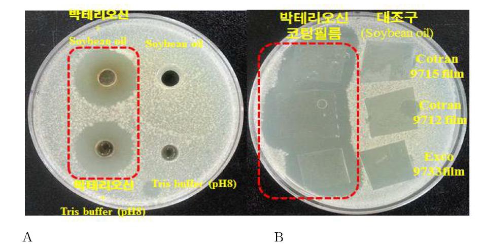 코팅현탁액(A)과 제조한 항균필름(B)의 항균효과.