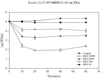 박테리오파지 BPECO 19를 감염다중도(MOI)별 E. coli O157:H7 ATCC43889의 감소 효과