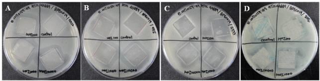 E. coli O157:H7 저해 가능한 항균 포장재 제작