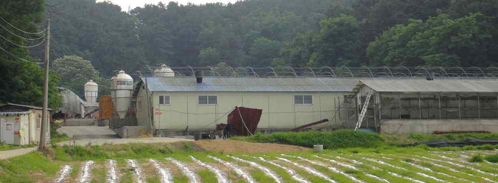 천안 원 양돈농장