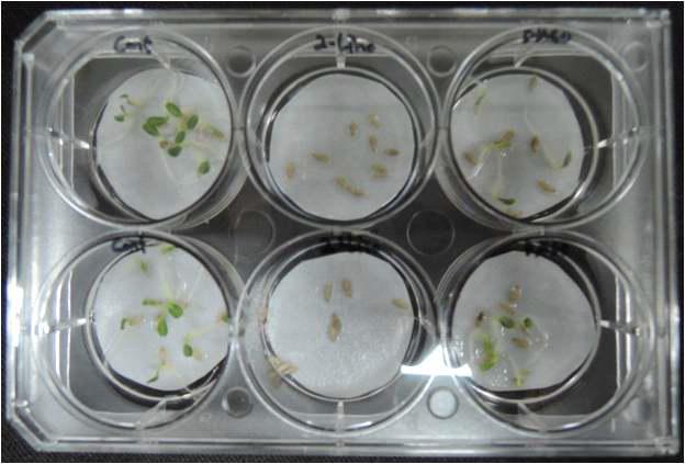 2-Linoleoyl Glycerol을 처리한 발아테스트 결과