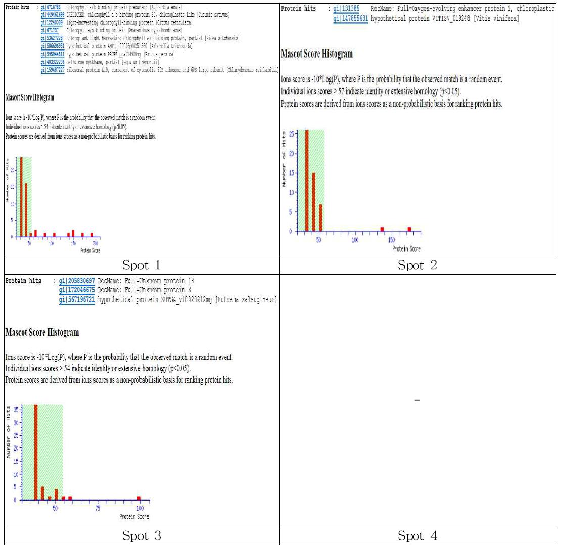 동정된 단백질들의 Mascot 검색 결과