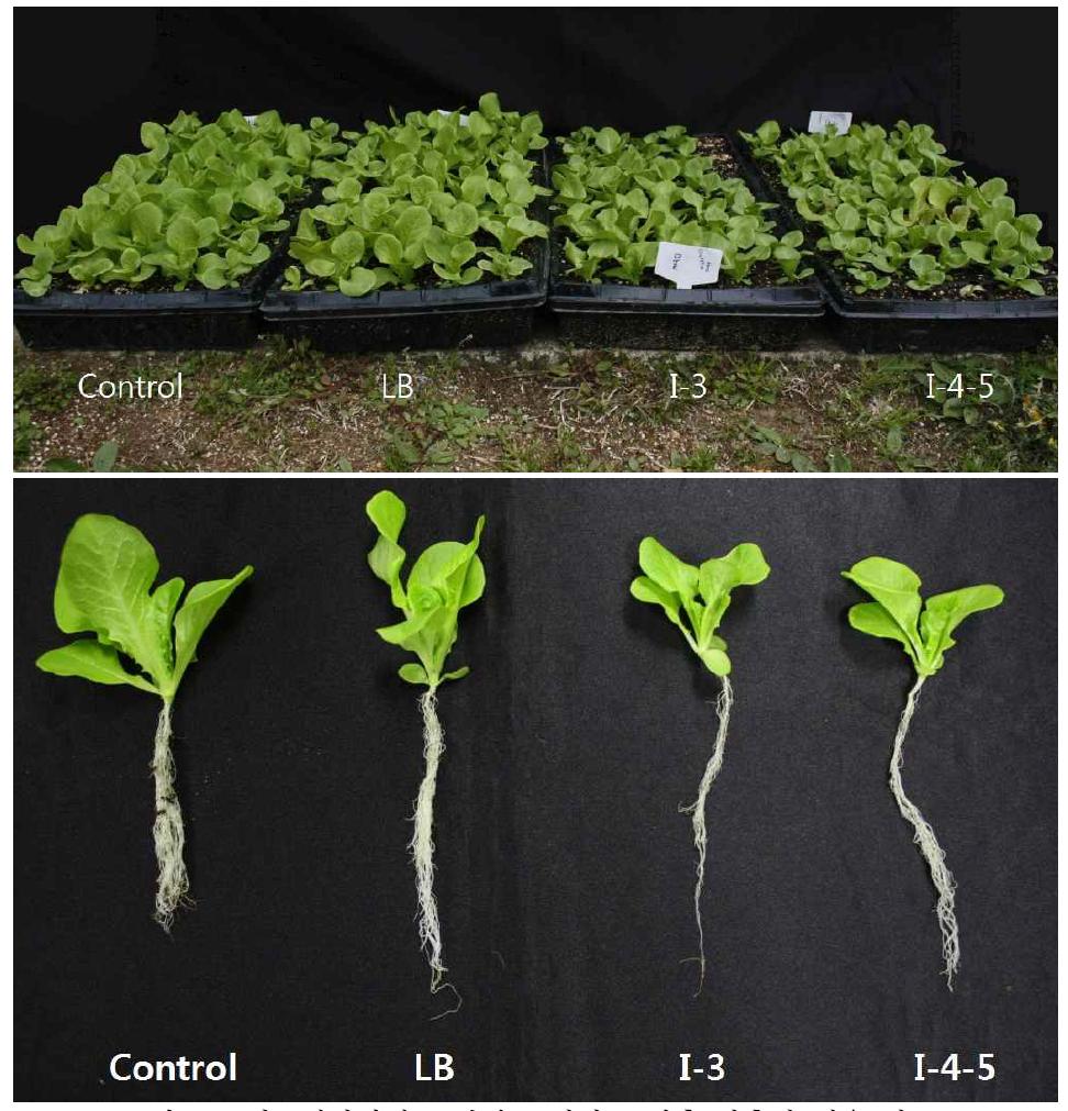 식물생장억제 근권세균 처리 15일후 상추의 생육 비교