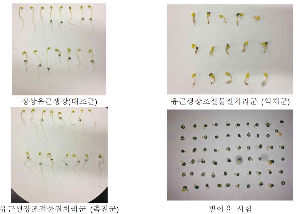 쌈배추 종자에 대한 발아 및 유근생장조절능 시험평가결과