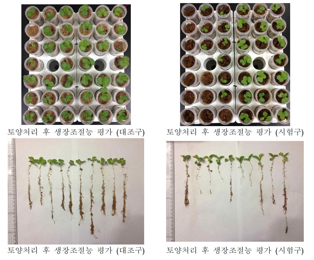 생장조절물질 처리 후 쌈배추 생장조절능