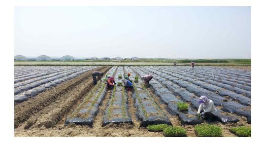 기장 파종방법(이식)