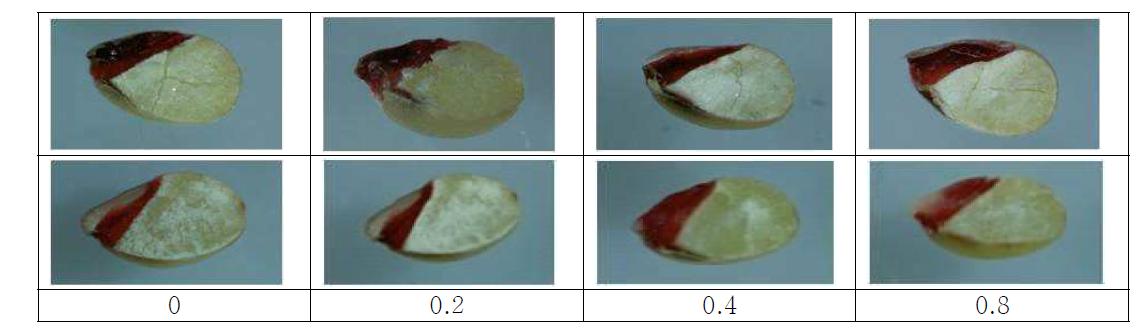 염분농도별 종자활력(상: 황금, 하: 이백찰)