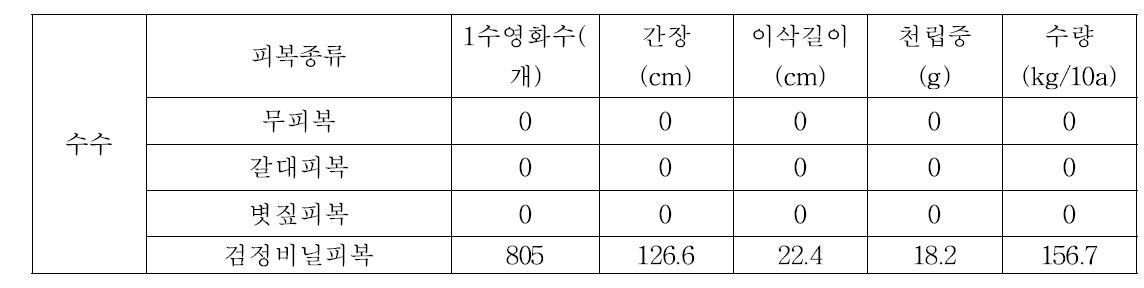 영산강 시험포장 수수 생육 및 수량