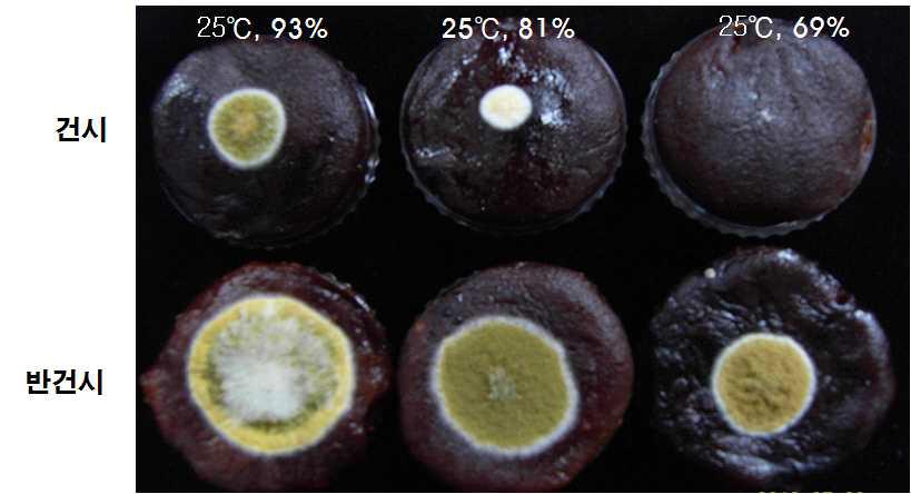 건시, 반건시에Aspergillus parasiticus접종후온도 25℃, 습도 69%, 81%, 93%에배양결과