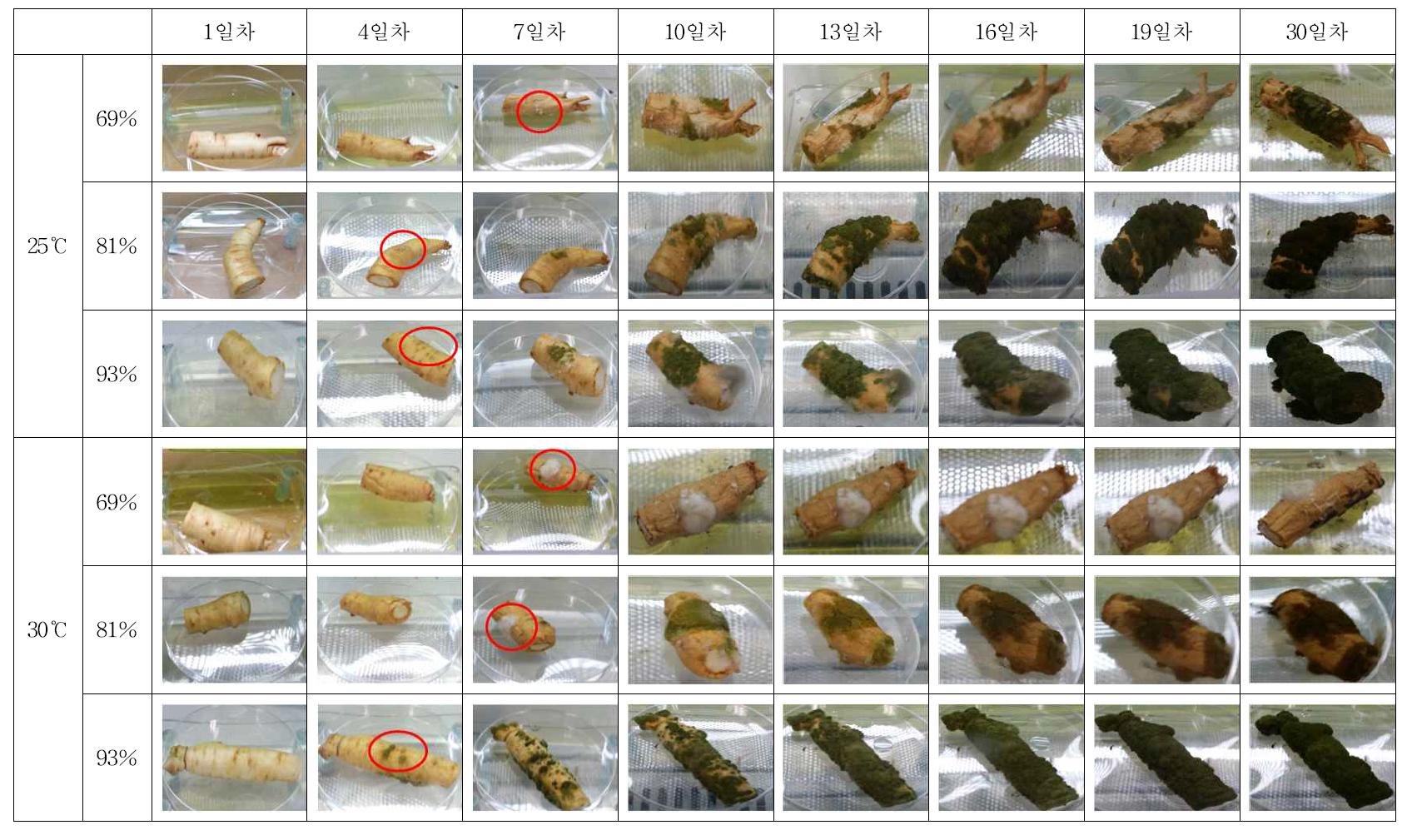 수삼의 곰팡이 발생(계속)