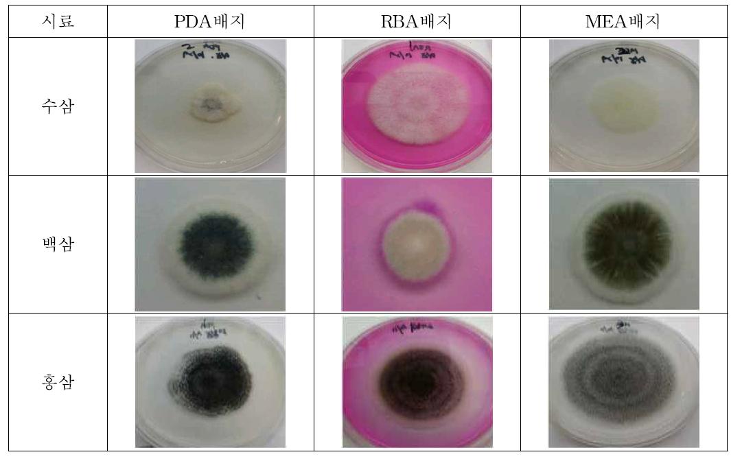 각 시료에서 분리된 곰팡이 콜로니 모양 확인