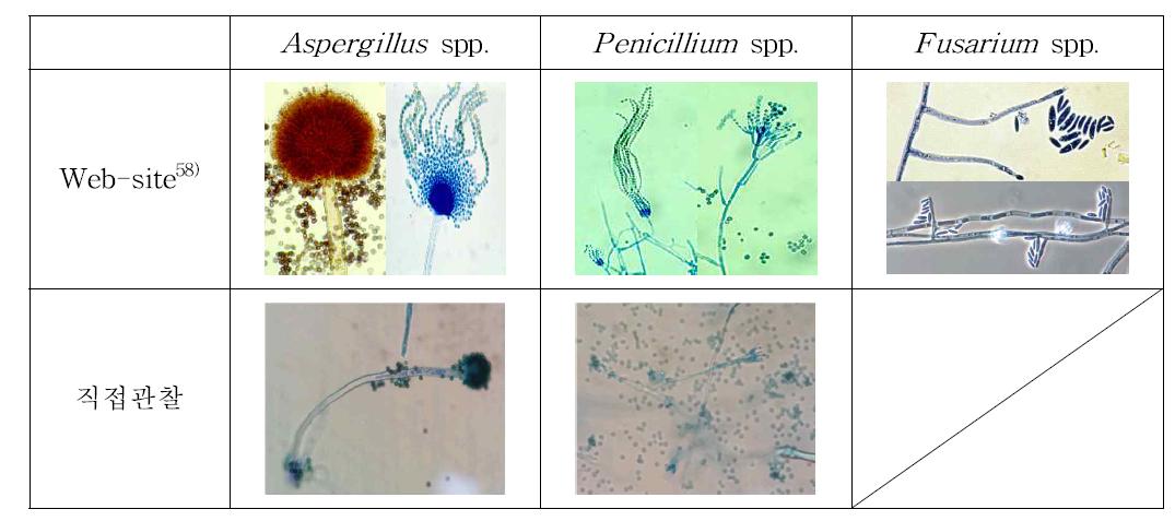 곰팡이 표준균주 포자형태 확인