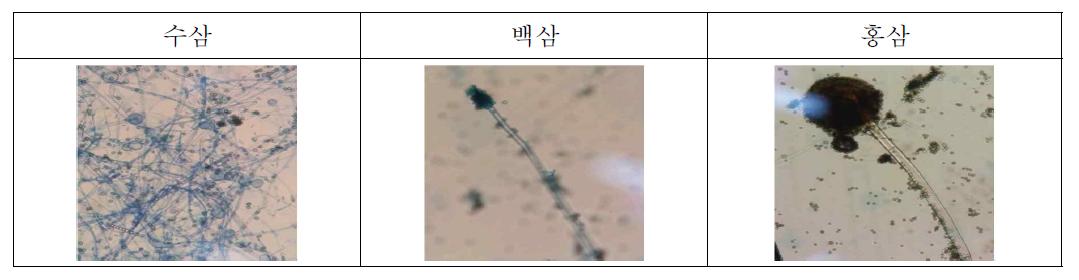 각 시료에서 분리된 곰팡이 포자형태 확인