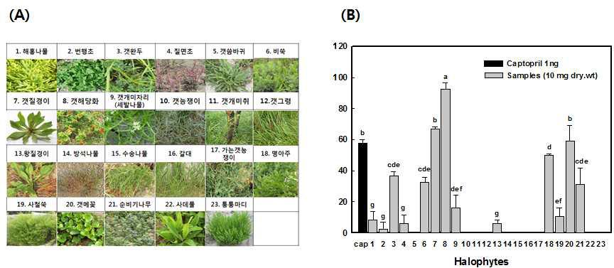 Photo (A) and ACE inhibition activities (B) of 23 halophytes.