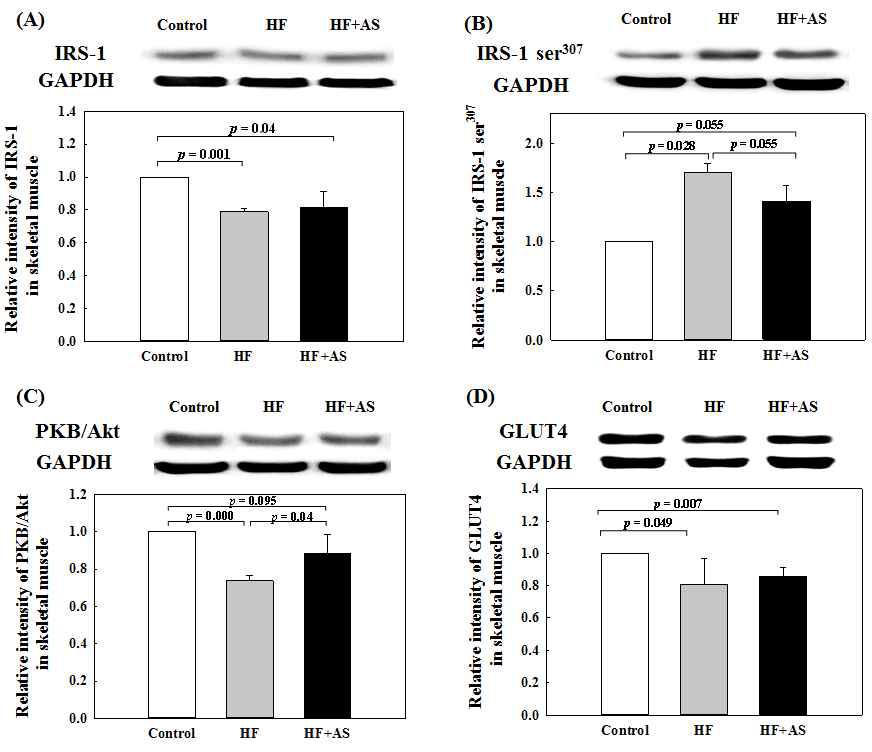 Expression level of IRS-1 (A), IRS-1ser307 (B), Akt (C), and GLUT4 (D) in rats fed high-fat diets containing AS for 11 weeks.