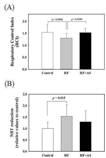 Oxygen consumption (A) and ROS production (B) in rats fed high-fat diets containing AS for 11 weeks.