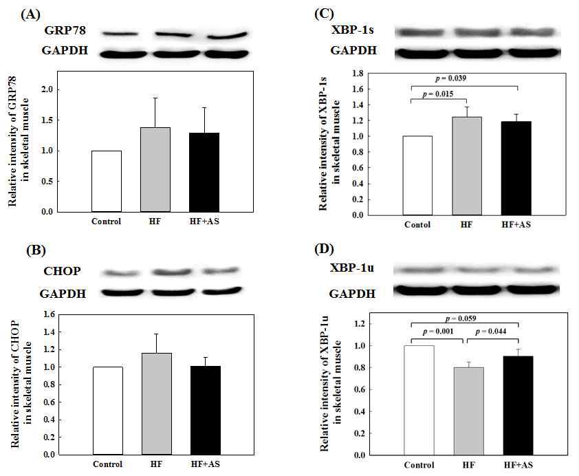 Expression level of GRP78 (A), CHOP (B), XBP-1s (C) and XBP-1u (D) in skeletal muscle of rats fed high-fat diets containing AS for 11 weeks. Values are expressed as mean ± SD (n=8).