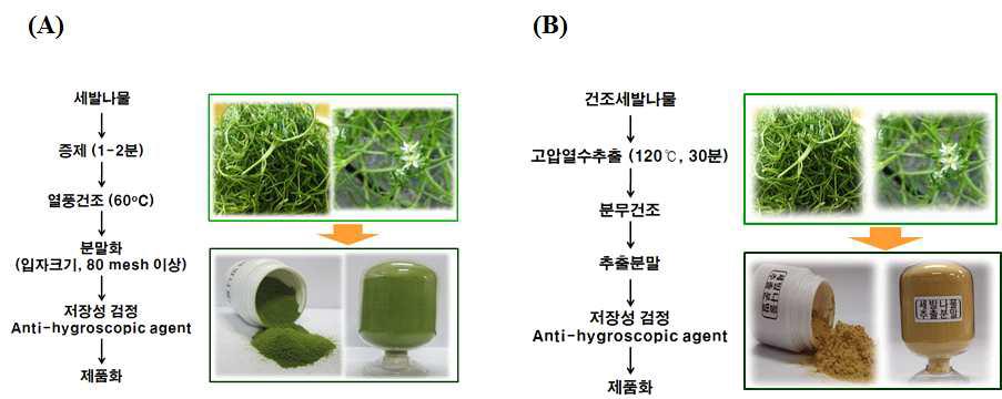 Procedure for manufacturer of Spergularia marina Griseb(SMG) powder (A) and hot water extract (B).