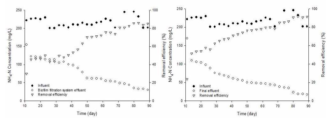 초기 운전기간 동안의 유출수의 NH4 -N 농도 및 제거효율