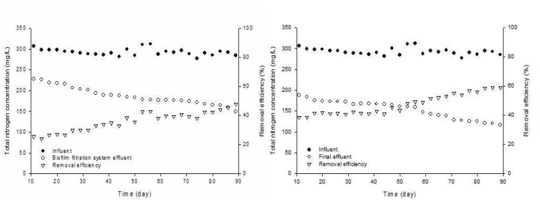 초기 운전기간 동안의 유출수의 T-N 농도 및 제거효율