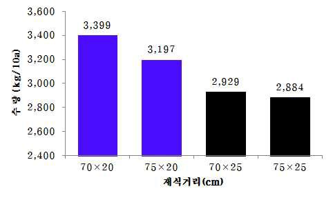 재식거리에 따른 고구마 상품괴근수량