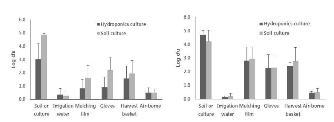 생산 단계의 딸기농가(왼쪽)와 토마토 농가(오른쪽)로부터 채집한 시료의 Bacillus cereus 밀도