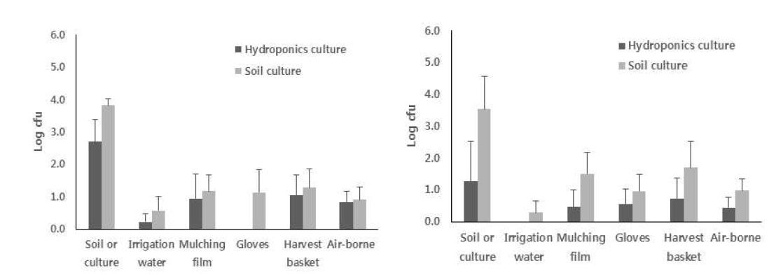 생산 단계의 딸기농가(왼쪽)와 토마토 농가(오른쪽)로부터 채집한 시료의 Staphylococcus aureus 밀도