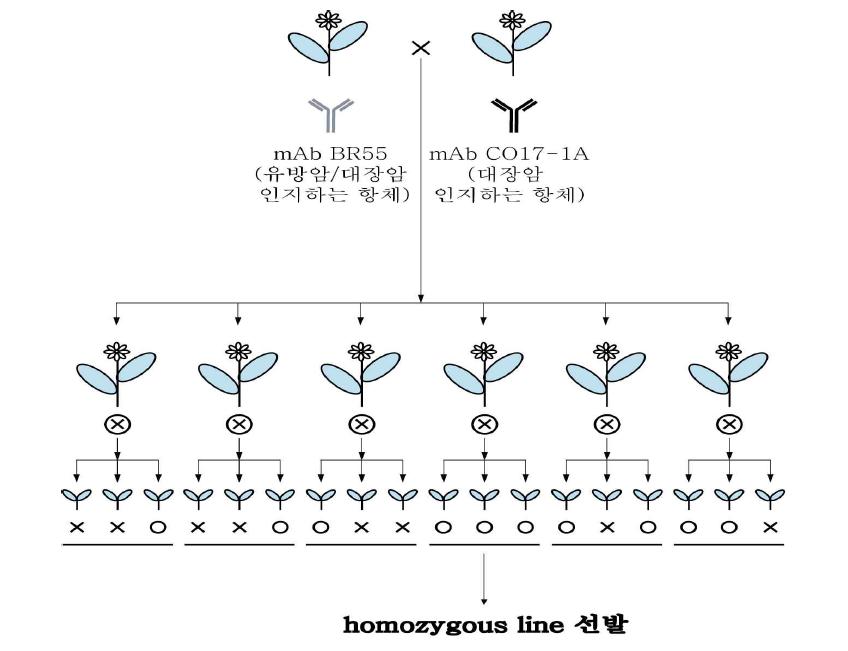 식물복합항체를 생산하는 담배식물 homozygous line 확보를 위한 연구개발 모식도.