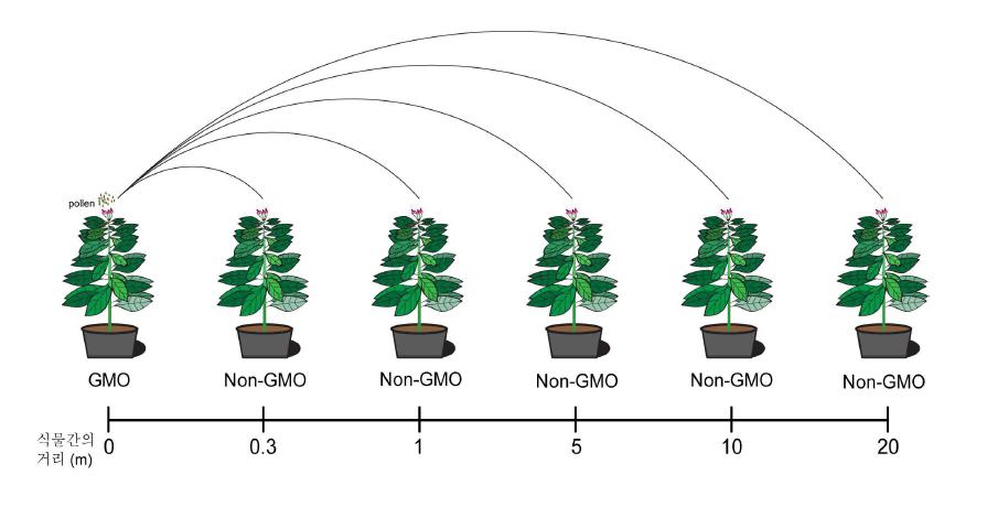 GMO와 Non-GMO 식물간 거리에 따른 화분(pollen) 매개 유전자 전이 실험 모식도