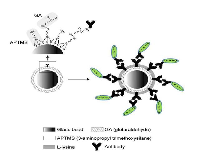 Capture antibody를 glass bead표면에 고정화하기 위한 방법과 항체 고정화 유무 검증 방법