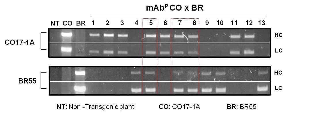 복합단일 항암항체 (mAbPC✕B) 유전자 PCR 분석