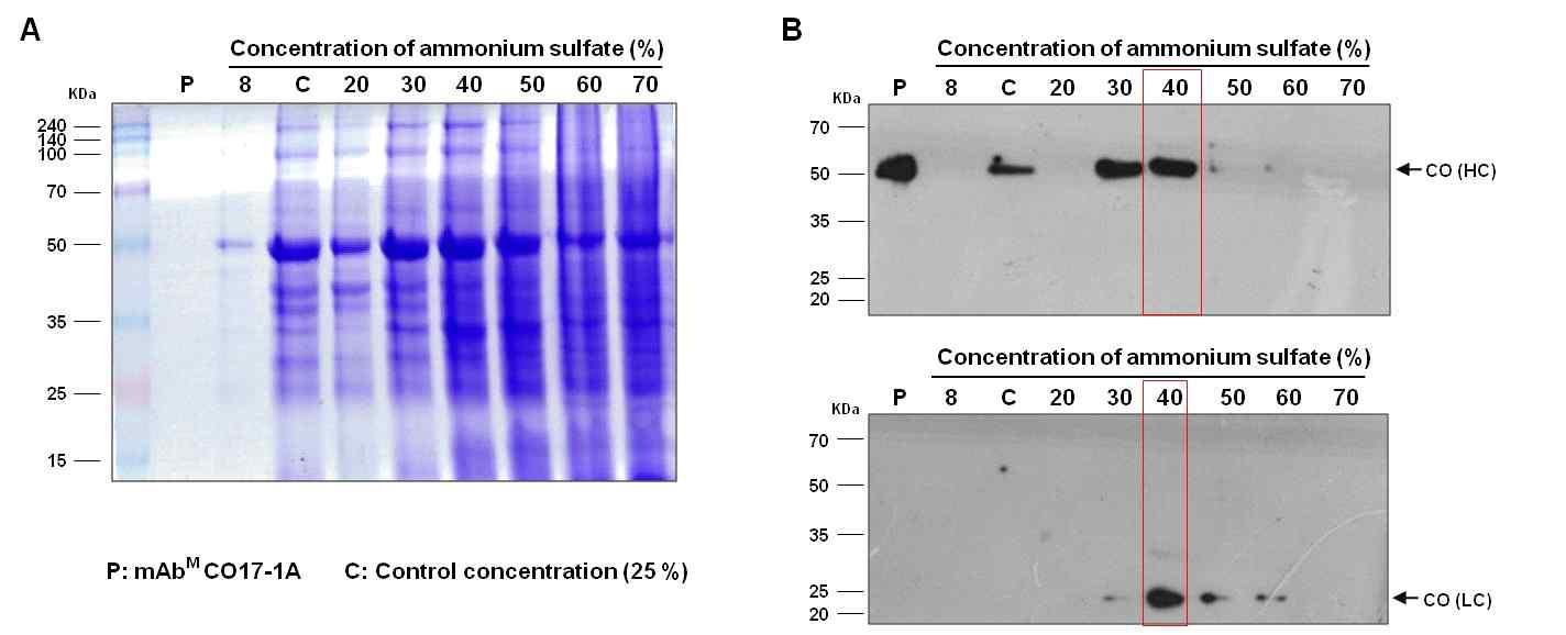 식물에서 발현하는 항체 단백질의 최적의 정제조건을 확립하기 위한 ammonium sulfate의 농도별 침전되는 항체를 SDS-PAGE와 western blot을 통해 확인한 결과.