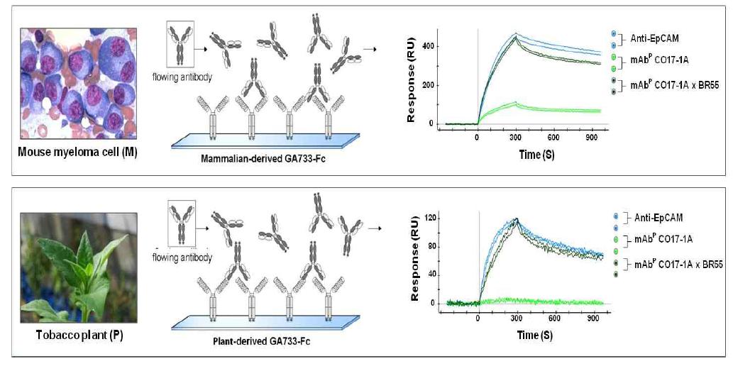 Surface plasmon resonance (SPR)을 이용한 항원 (EpCAM, GA733-FcK)과 항체 (mAb CO17-1A, mAb CO17-1A x BR55) 간의 interaction 확인