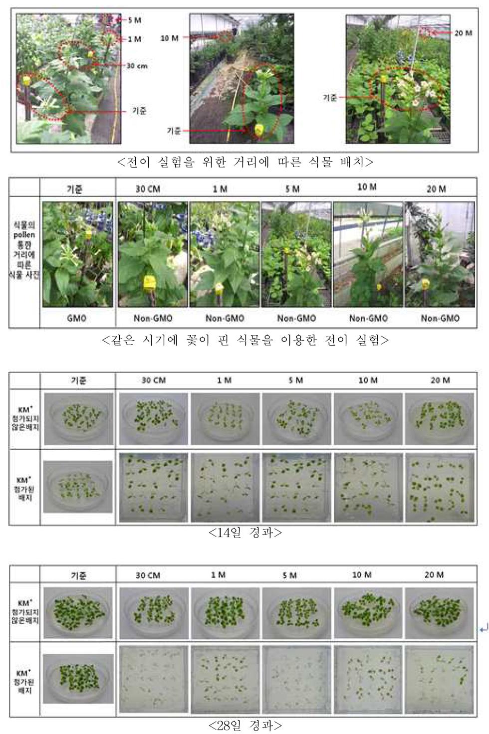 In vitro germination 을 통한 항생제 내성 비교를 통한 유전자 전이 확인