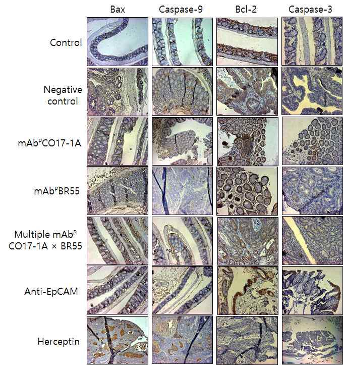 식물복합항체의 대장종양조직 내 세포사멸 관련 단백질 발현 조절 확인