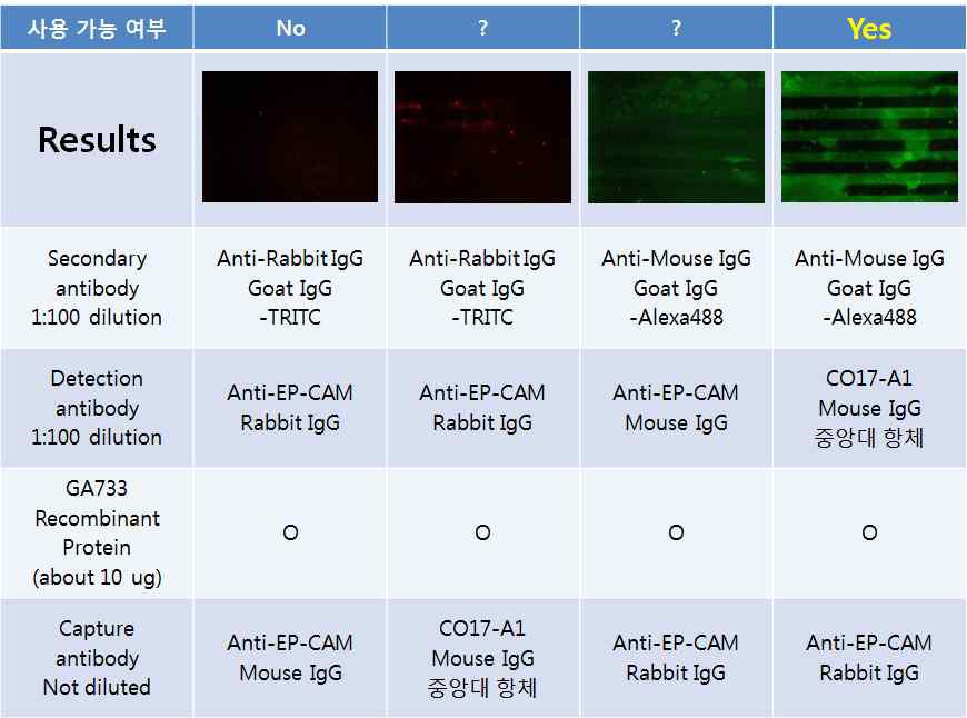암표지 단백질 검출을 위한 항체 조합 검증.