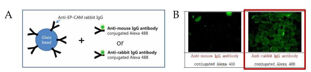 Glass bead표면에 anti-EP-CAM rabbit IgG 존재 여부 확인.